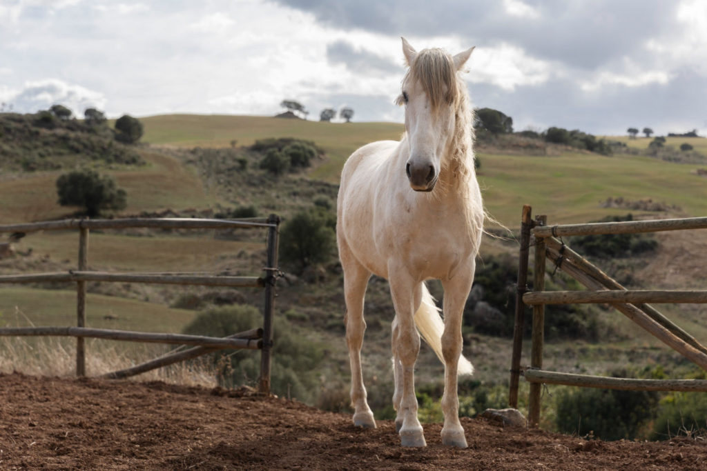 Właściciele koni często zastanawiają się, jak wybrać najlepsze ubezpieczenie dla swojego konia